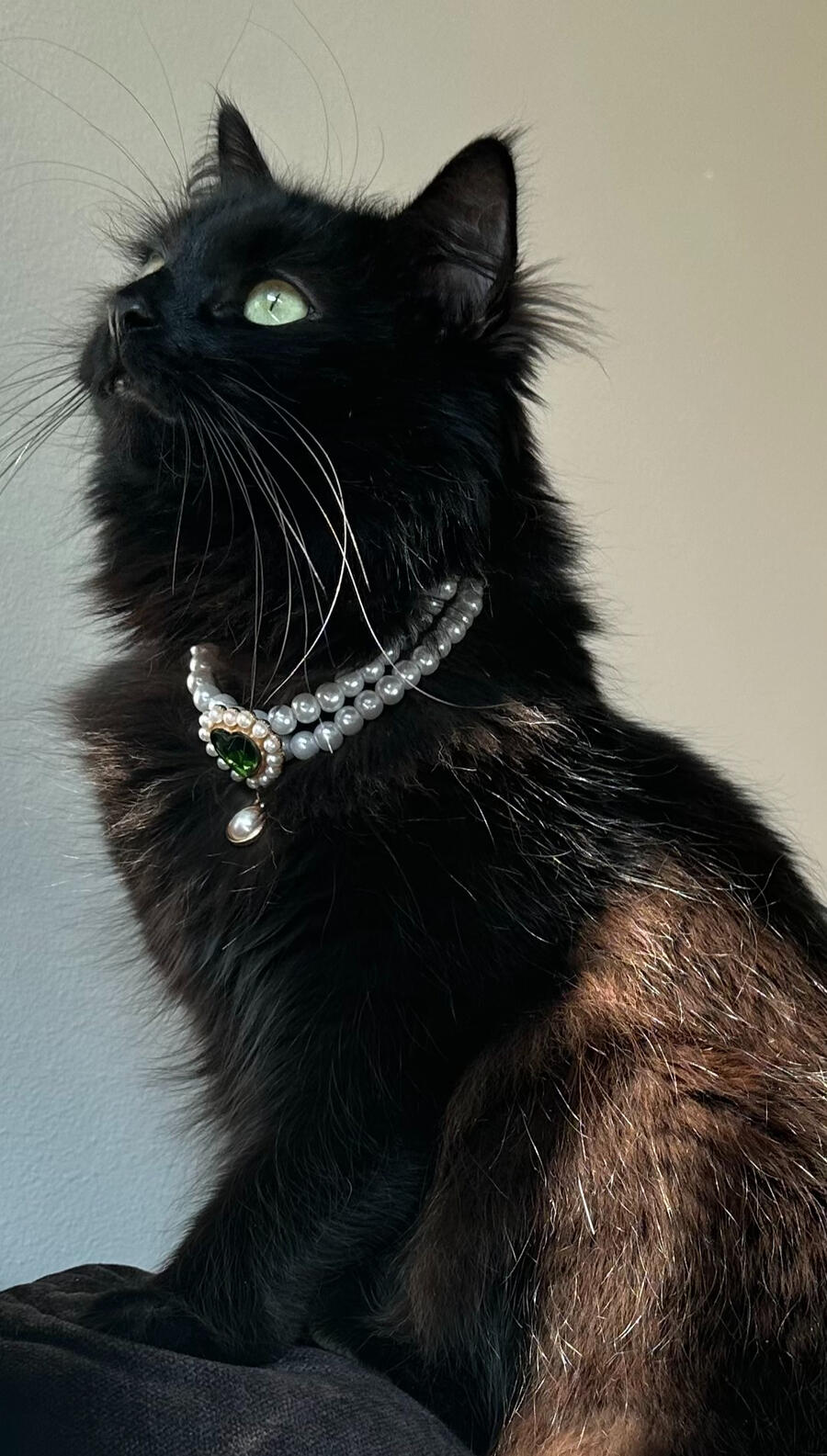 black cat with green eyes in home environment