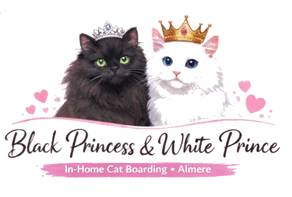 black cat with green eyes in home environment